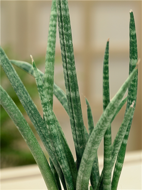 Sansevieria cylindrica 'Fernwood Mikado', Bogenhanf 'Fernwood Mikado'