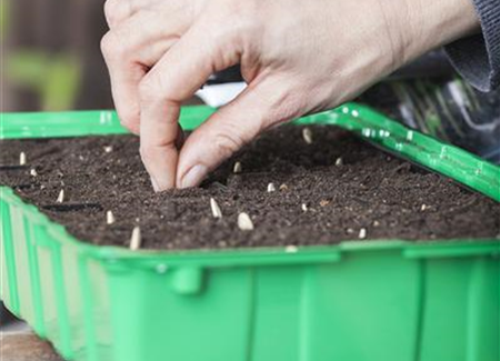 Minigewächshauser herstellen Minigewächshauser herstellen