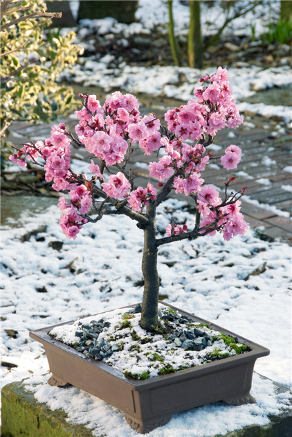 Prunus serrulata, Grannen-Kirsche
