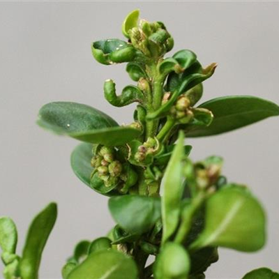 Gallmilben an Buchsbaum