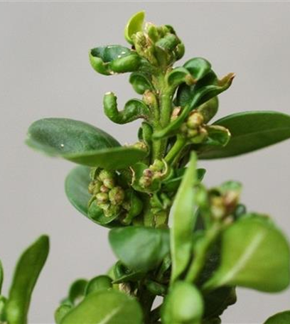 Gallmilben an Buchsbaum