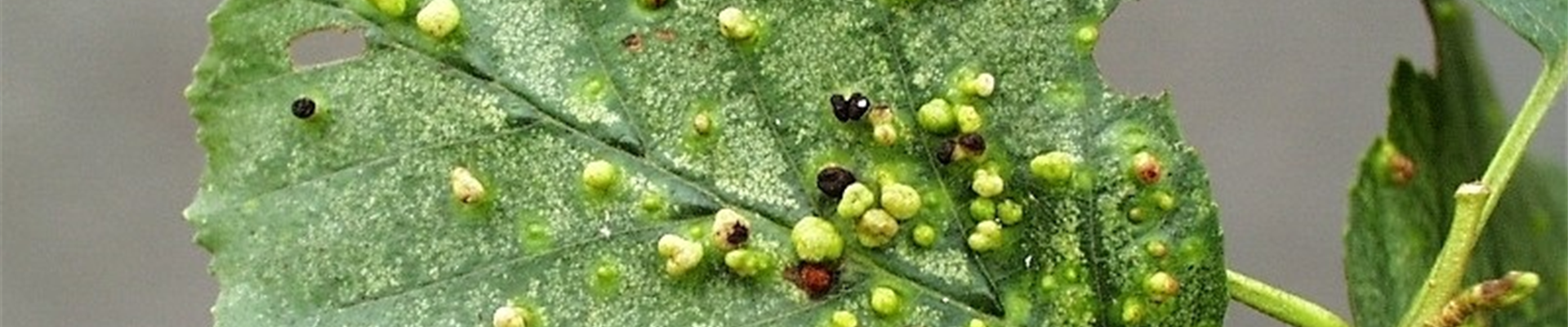 Alnusgallmilbe1-800x600