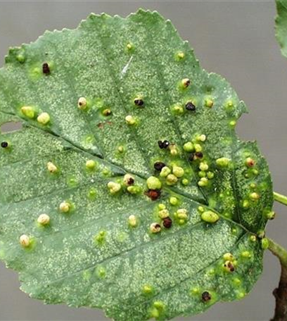 Gallmilben an Erlen