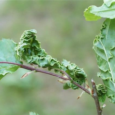 Gallmilben an Hainbuchen