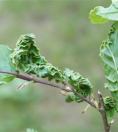 Gallmilben an Hainbuchen