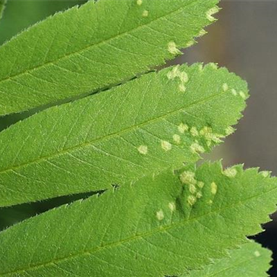Gallmilben an Vogelbeeren
