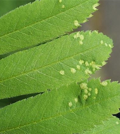 Gallmilben an Vogelbeeren