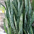 Sansevieria kirkii