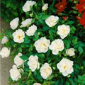 Rosa 'Kent'®