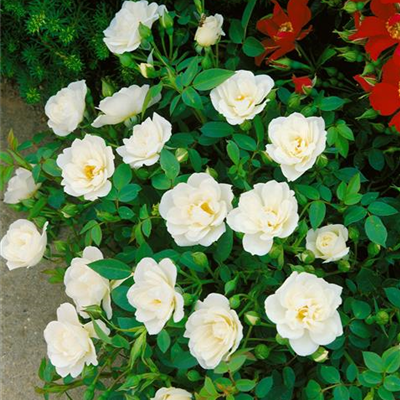 Bodendecker Rose 'Kent'® Bodendecker Rose 'Kent'®