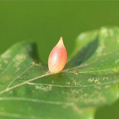 Gallmücke an Buchen