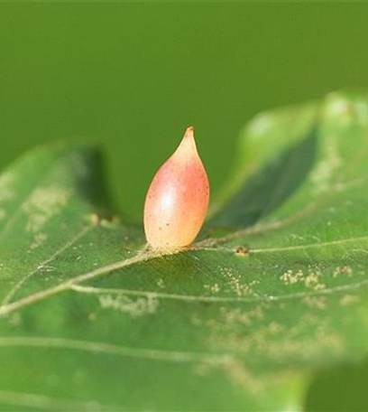 Gallmücke an Buchen