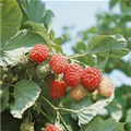 Rubus idaeus 'Autumn Bliss'(s)