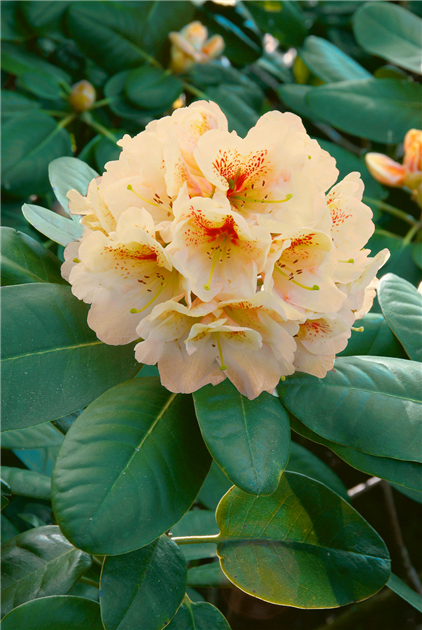 Rhododendron-Hybride 'Goldbukett'