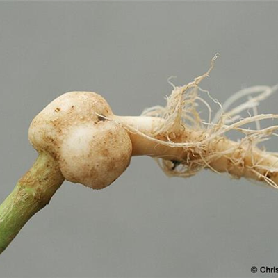 Gallwespen an Eichen