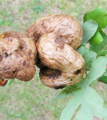 Gallwespen an Eichen