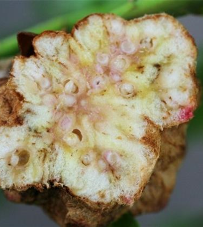 Gallwespen an Eichen