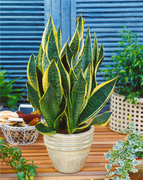 sansevieria trifasciata laurentii Sansevieria trifasciata var. laurentii – The Plant Lady SF