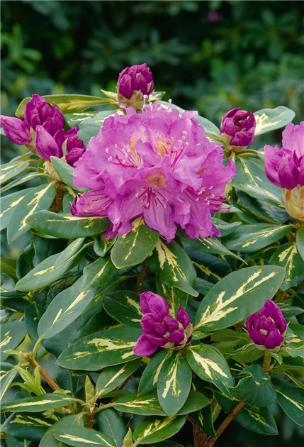 Rhododendron-Hybride-Goldflimmer-1200x630-proportionalbiggest.webp