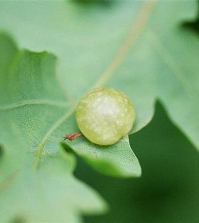 Gallwespen an Eichen