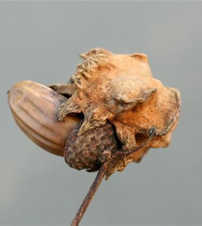 Gallwespen an Eichen
