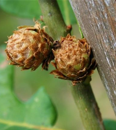 Gallwespen an Eichen