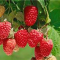 Rubus idaeus 'Himbo-Top'®