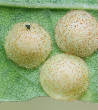 Gallwespen an Eichen