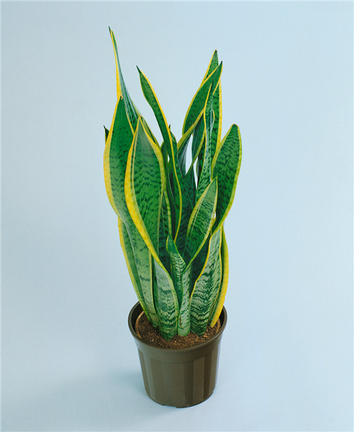 sansevieria night owl Sansevieria Night Owl | Snake Plant | Care Guide and Pro Tips - Delivery  from Toronto across Canada main image 1