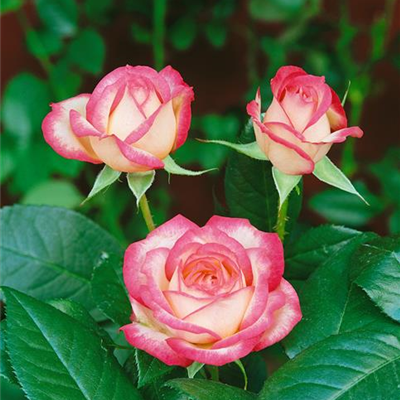 Beetrose 'Laminuette'