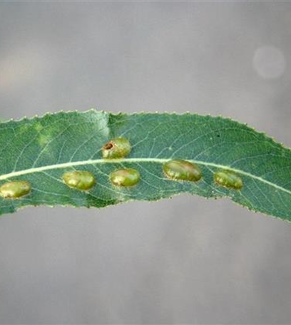 Gallwespen an Weiden