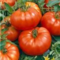Solanum lycopersicum 'Marmande'