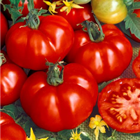Tomaten SUPER MARMANDE