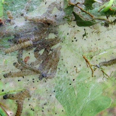 Gespinstmotte an Weißdorn