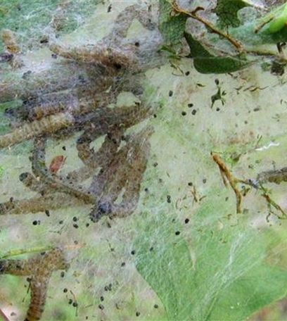 Gespinstmotte an Weißdorn