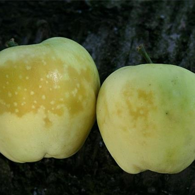 Glasigkeit des Apfels