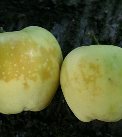 Glasigkeit des Apfels