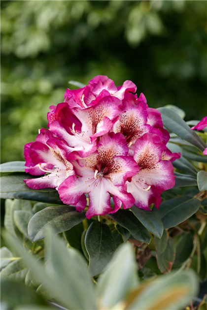 Rhododendron 'Hans Hachmann'