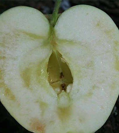 Glasigkeit des Apfels