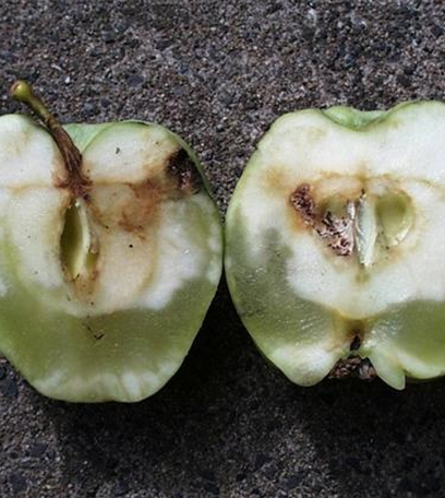 Glasigkeit des Apfels