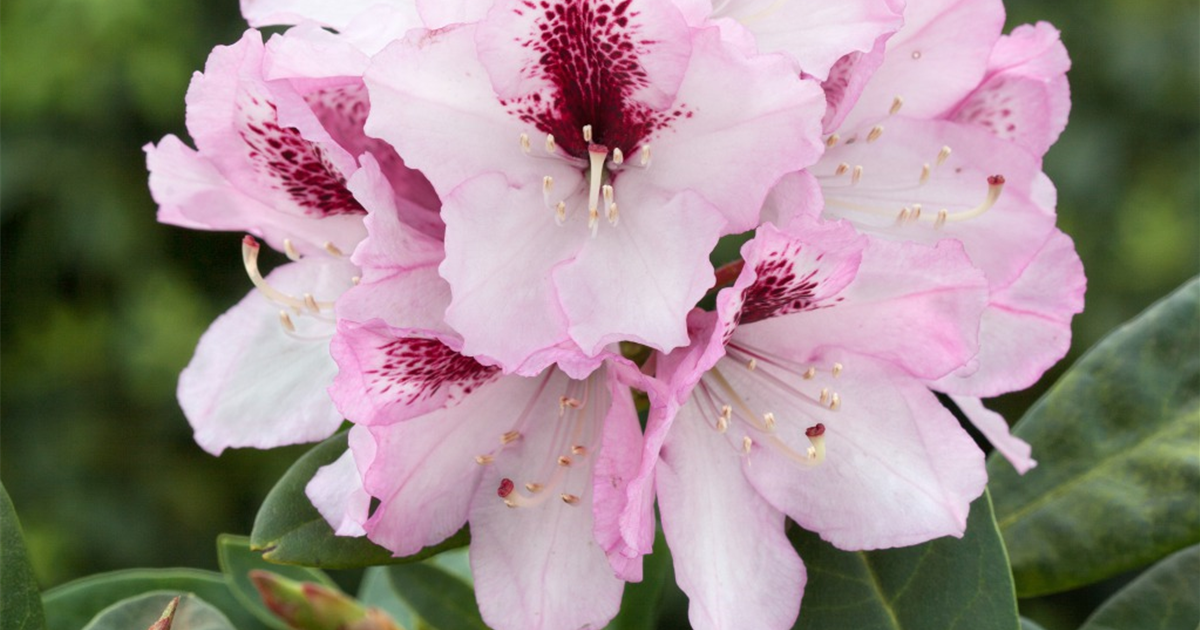 Rhododendron-Herbstfreude-1200x630-proportionalsmallest.webp