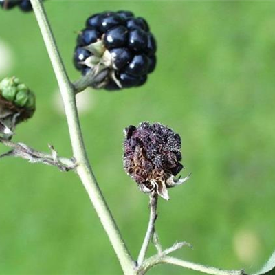 Grauschimmelfäule an Brombeeren