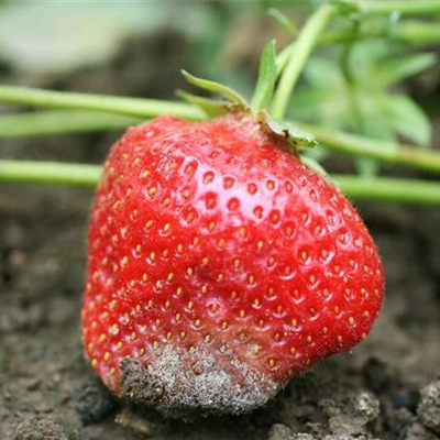 Grauschimmelfäule an Erdbeeren