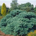 Pseudotsuga menziesii