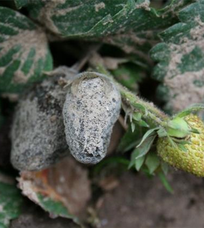 Grauschimmelfäule an Erdbeeren