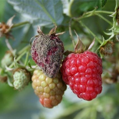Grauschimmelfäule an Himbeeren