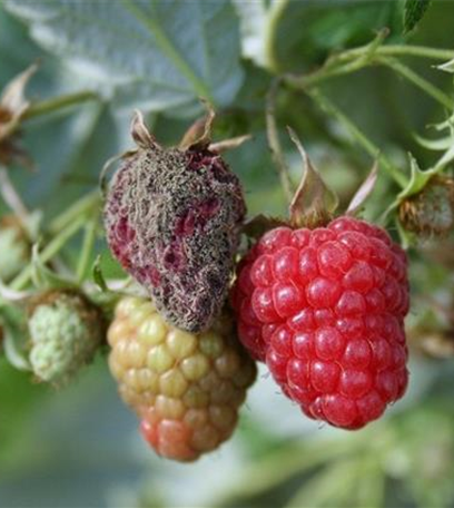 Grauschimmelfäule an Himbeeren