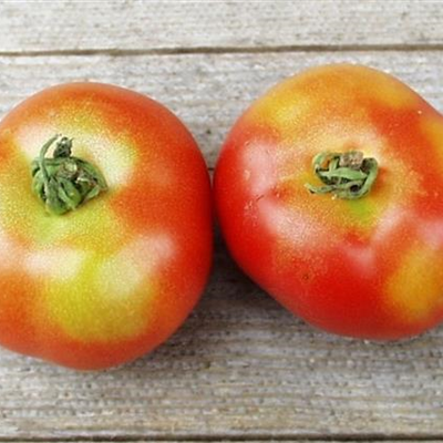 Grünkragen an Tomaten