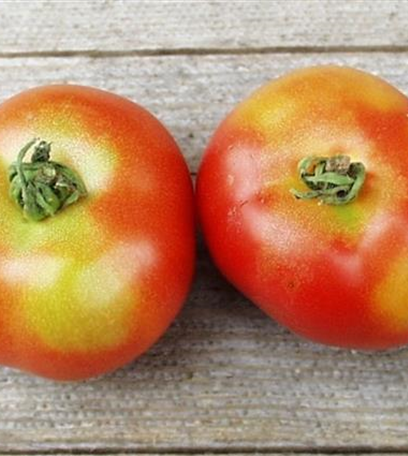 Grünkragen an Tomaten