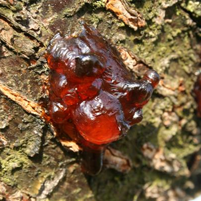 Gummifluss an Kirschen